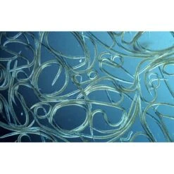 Aquanemix 1.25 V - Doseersproeier Voor Aaltjes 7 Aquanemix 1.25 V - Doseersproeier Voor Aaltjes -Buitentuinwinkel auquanemix 125 v doseersproeier 1497858309 1 600