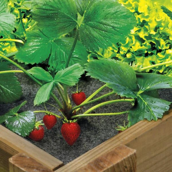 Gronddoek In Vilt Voor Vierkante Moestuin 120 × 120 Cm 3 Gronddoek In Vilt Voor Vierkante Moestuin 120 × 120 Cm