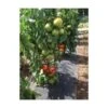 Gronddoek Met Openingen Voor Tomaten - 60 Cm × 5 M 2 Gronddoek Met Openingen Voor Tomaten - 60 Cm × 5 M -Buitentuinwinkel gronddoek tomaten 60 cm x 5 m 1513847223 1 600