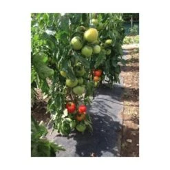 Gronddoek Met Openingen Voor Tomaten - 60 Cm × 5 M
