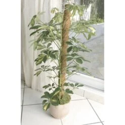 Kokos Kamerplantensteun - Plantstok Ø45 Mm × 1,2 M 9 Kokos Kamerplantensteun - Plantstok Ø45 Mm × 1,2 M -Buitentuinwinkel kokos plantstok 45 mm x 12 m 1622716785 4 600