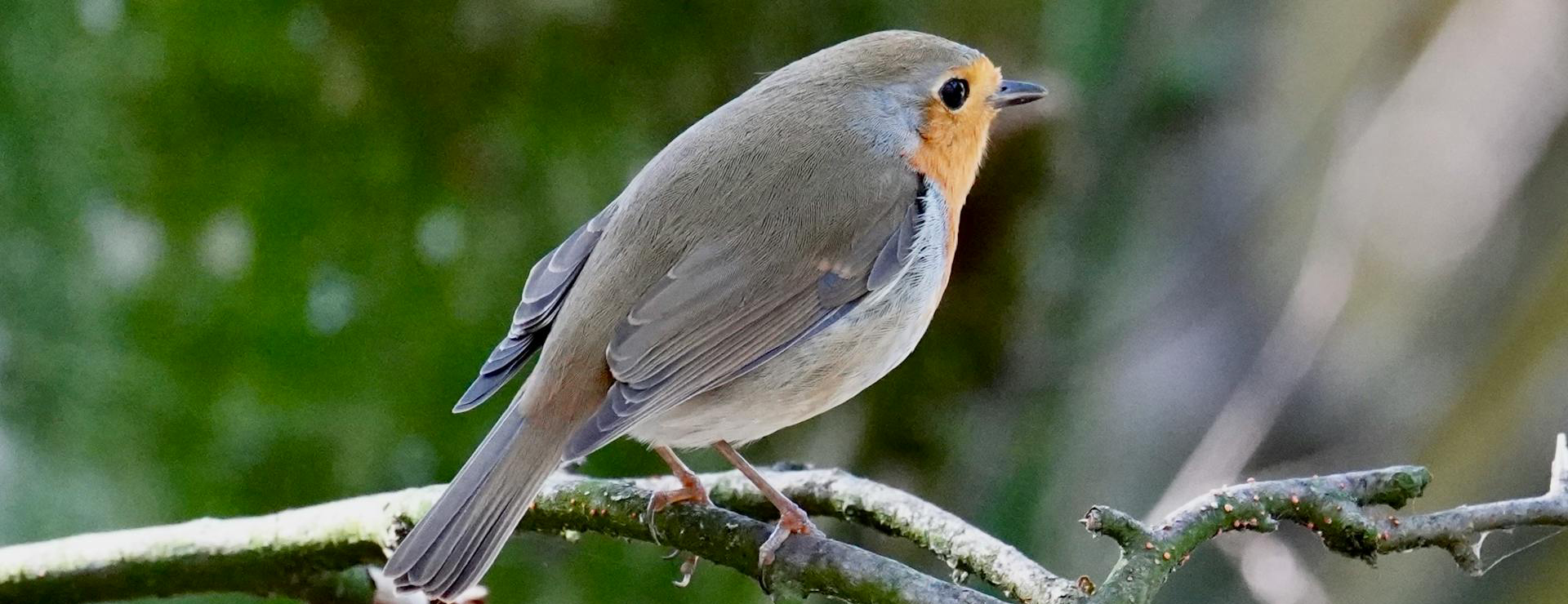 Buitentuinwinkel -Buitentuinwinkel pexels 2150381842 31312037