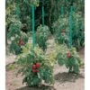 Plantensteun Voor Tomaten Met Waterreserve - 180 Cm -Buitentuinwinkel plantsteun voor tomaten met waterreserve 1m80 1602162794 1 600