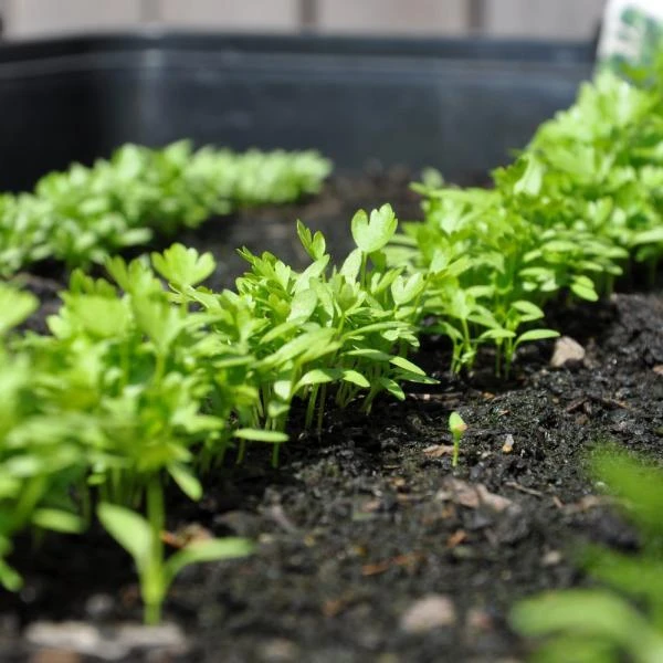 Zaaibak Zwart 57 × 42 × 8 Cm 7 Zaaibak Zwart 57 × 42 × 8 Cm - Afbeelding 5